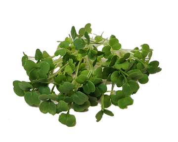 Arugula