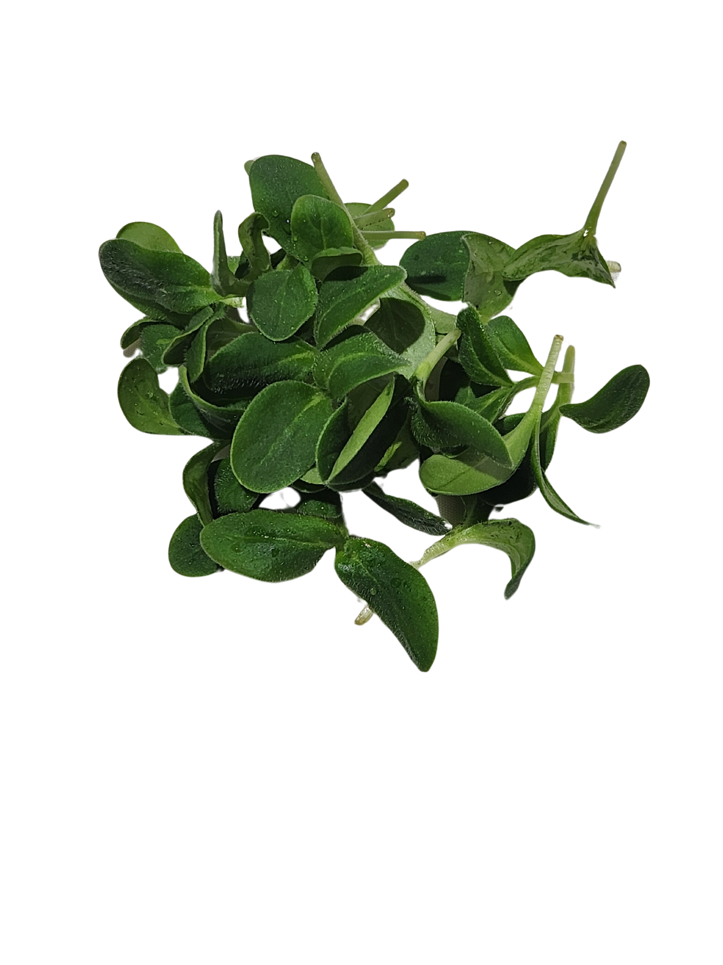 Borage