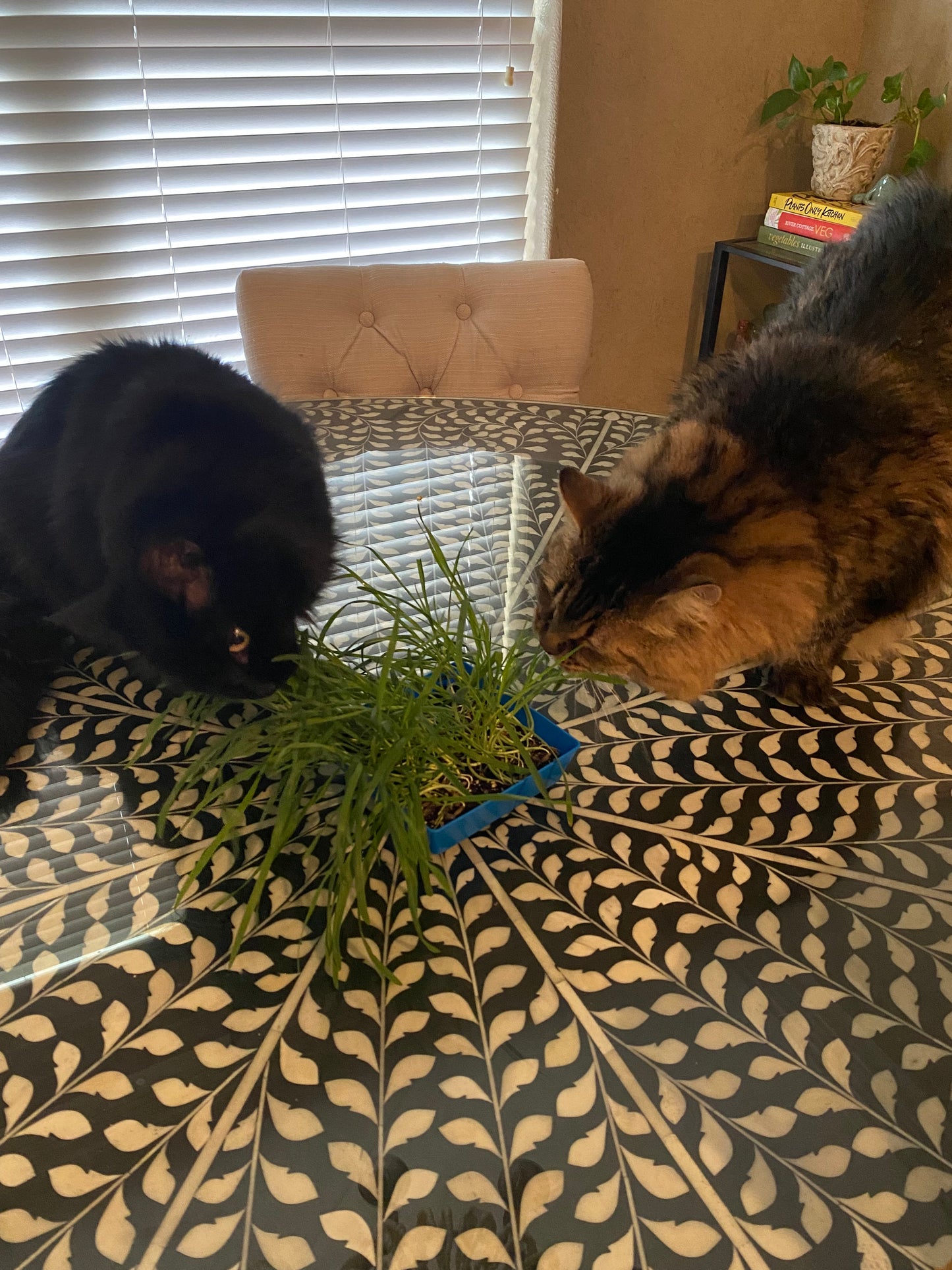Pet Grass
