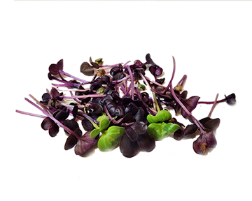 Purple Sango Radish