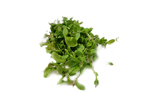 Anise/Hyssop