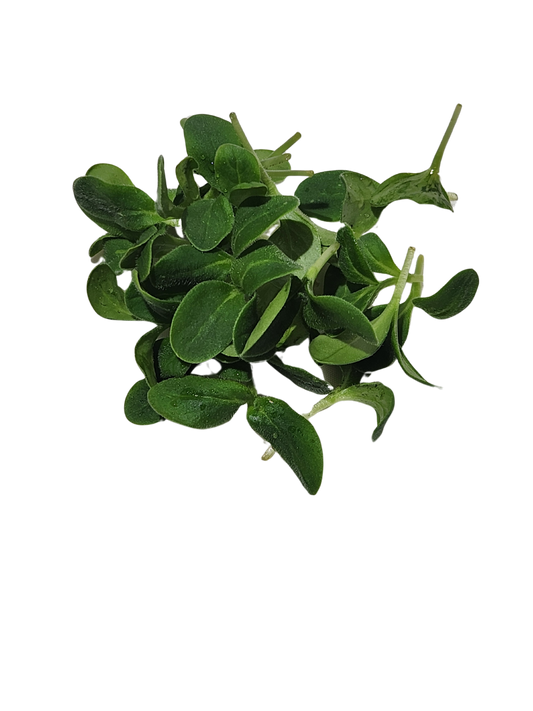 Borage