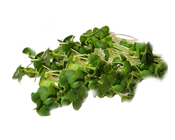 Kale