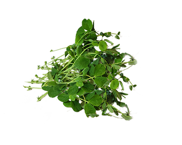 Speckled Pea
