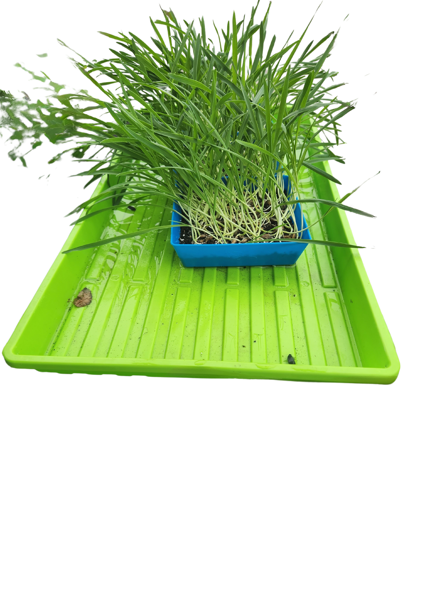 Pet Grass
