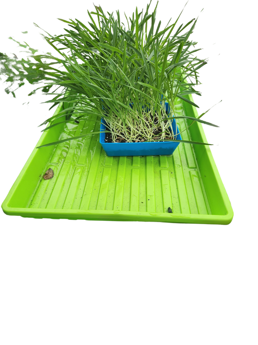 Pet Grass