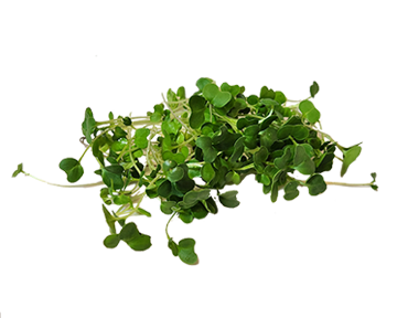 Mixed Greens