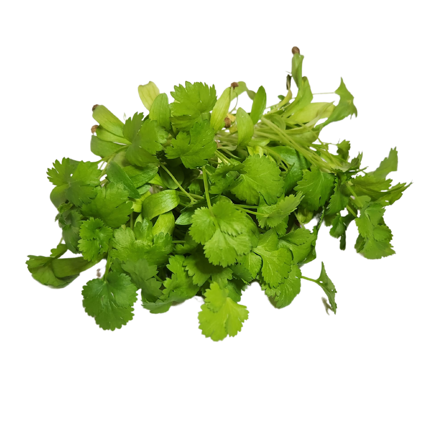 Cilantro