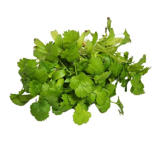 Cilantro