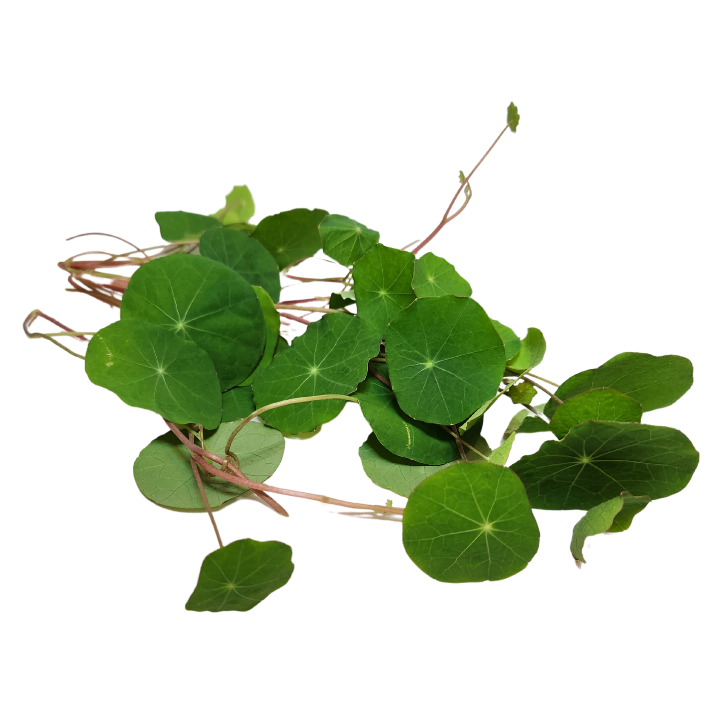 Nasturtium
