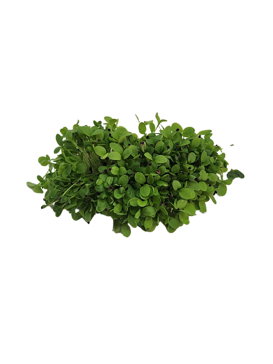 Sorrel